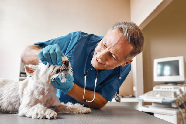 Best After-Hours Dental Care in Fennville, MI